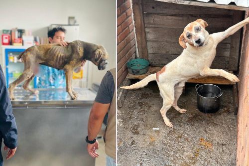 Otros dos perritos rescatados de maltrato animal; estos en San Mateo Atenco